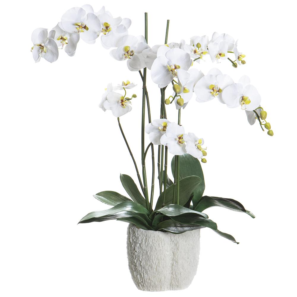 Phalaenopsis en Jarrón Coral Blanco