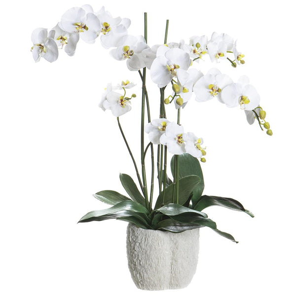 Orquidea en Jarrón Coral Blanco