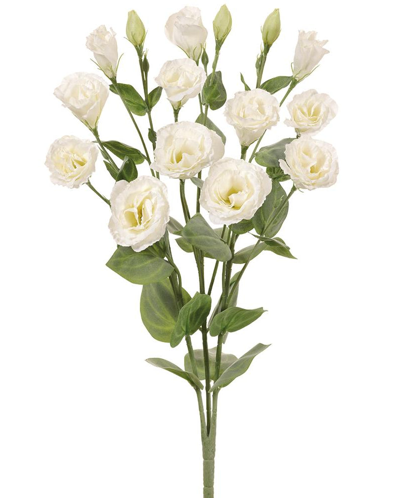 Lisianthus Crema