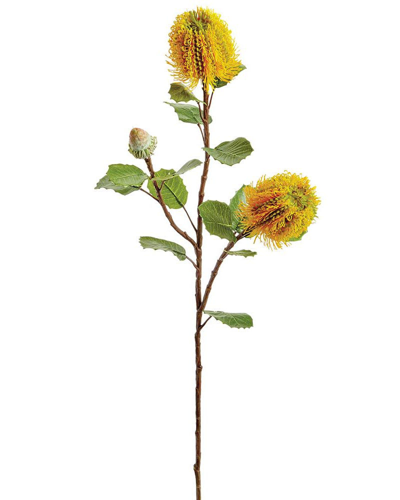 Rama Banksia Amarilla