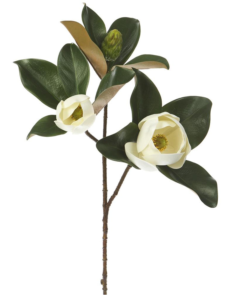 Rama Magnolia Blanca