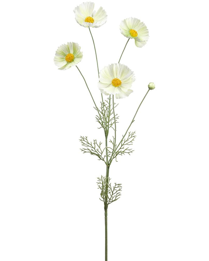 Rama Cosmos Crema