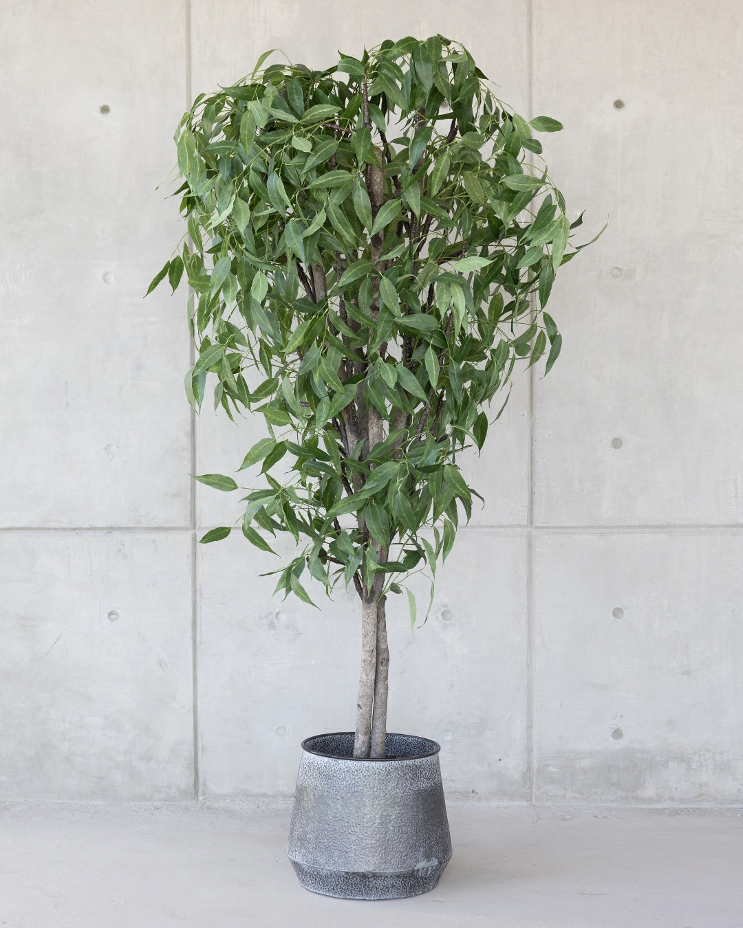 Árbol de Eucalipto