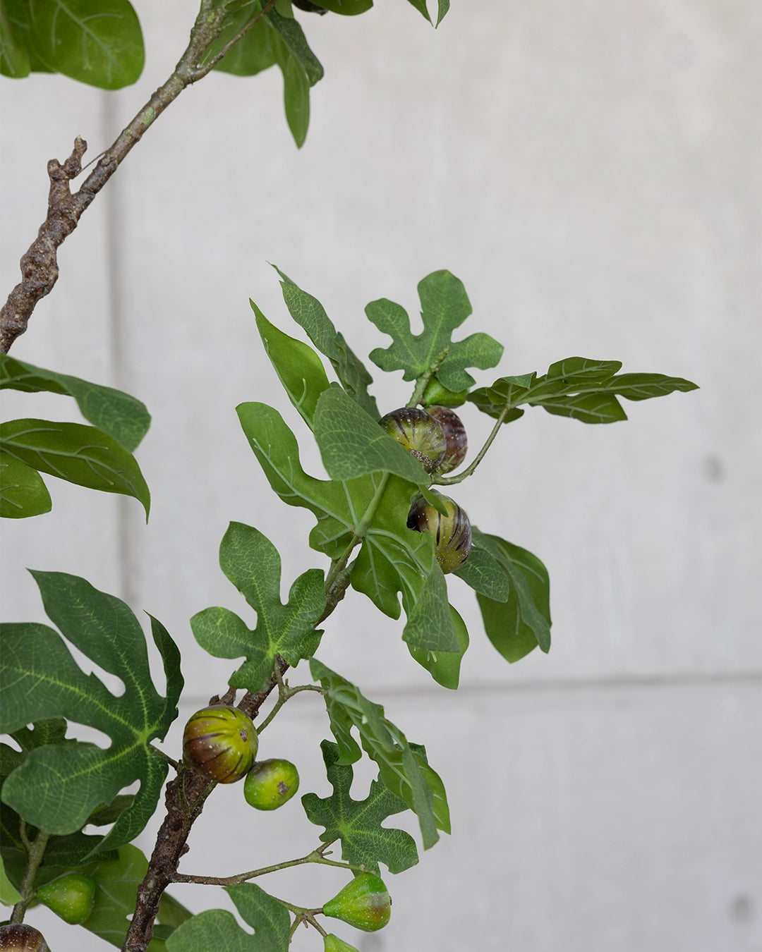 Árbol Pequeño de Higo