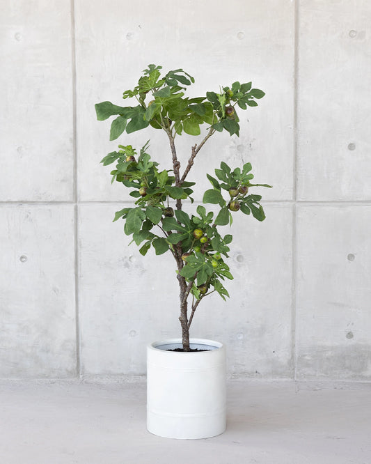 Árbol Pequeño de Higo