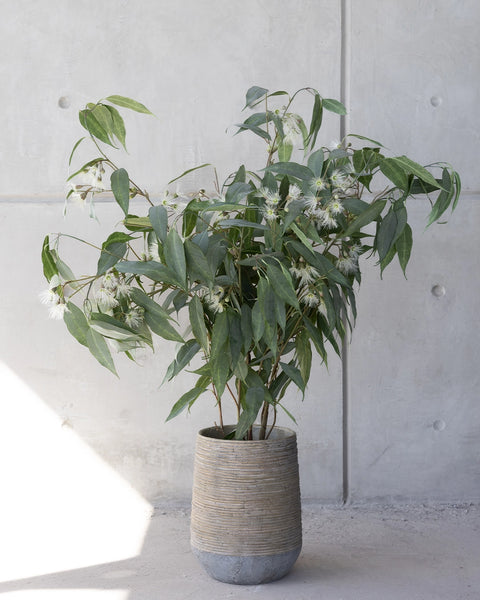Árbol de Eucalipto
