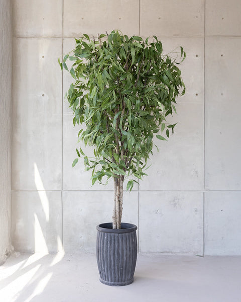 Árbol de Eucalipto