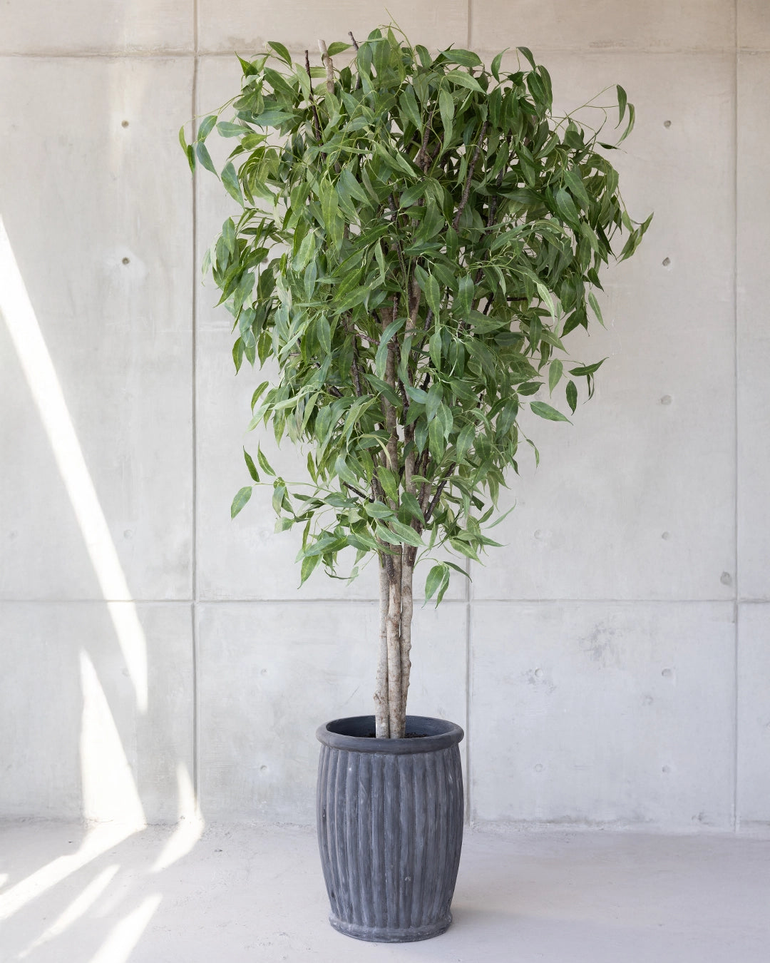 Árbol de Eucalipto