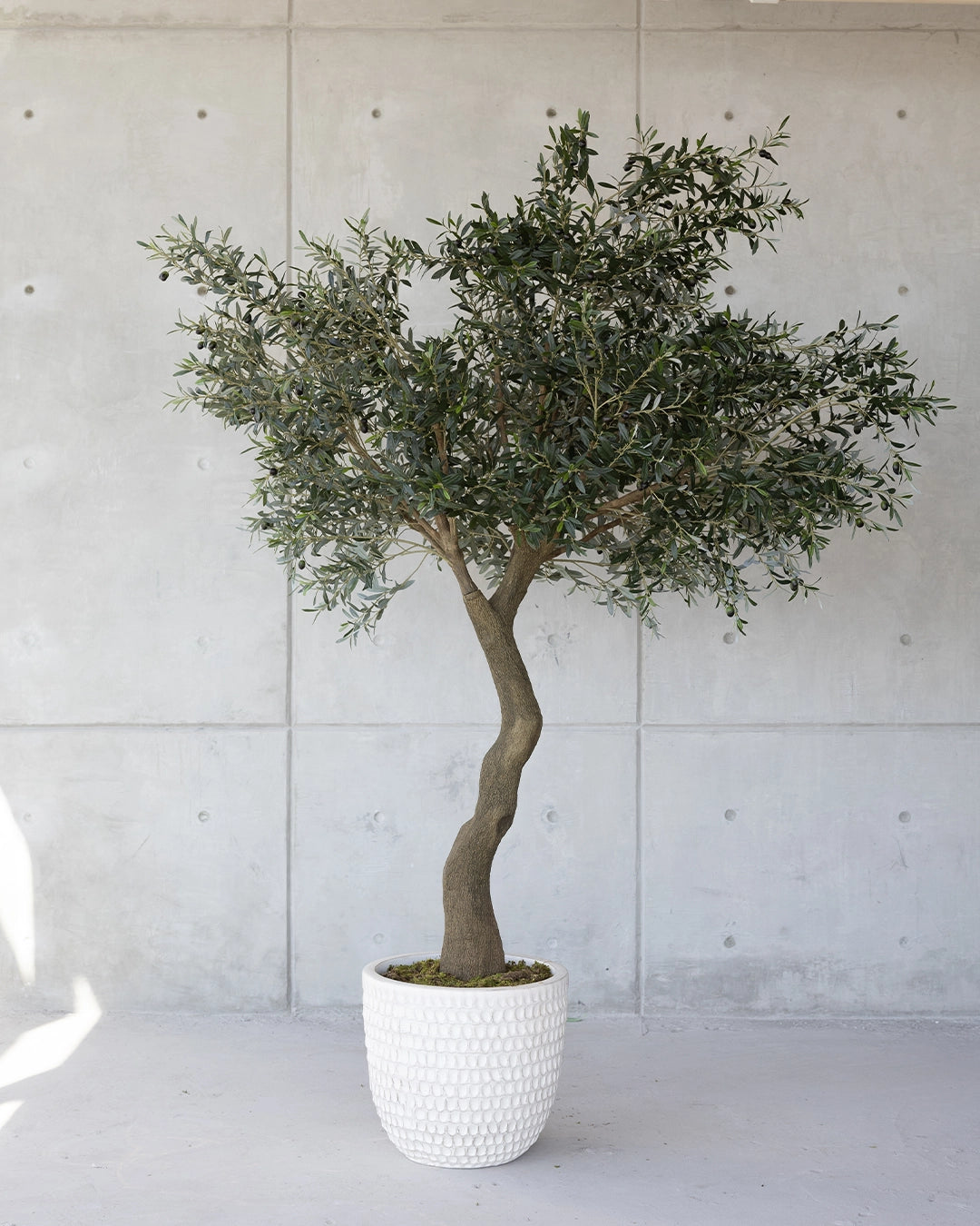 Árbol Olivo Alto