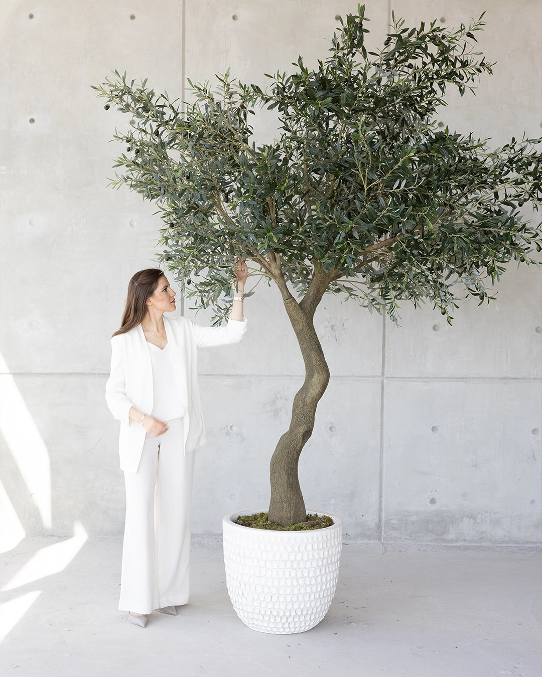 Árbol Olivo Alto