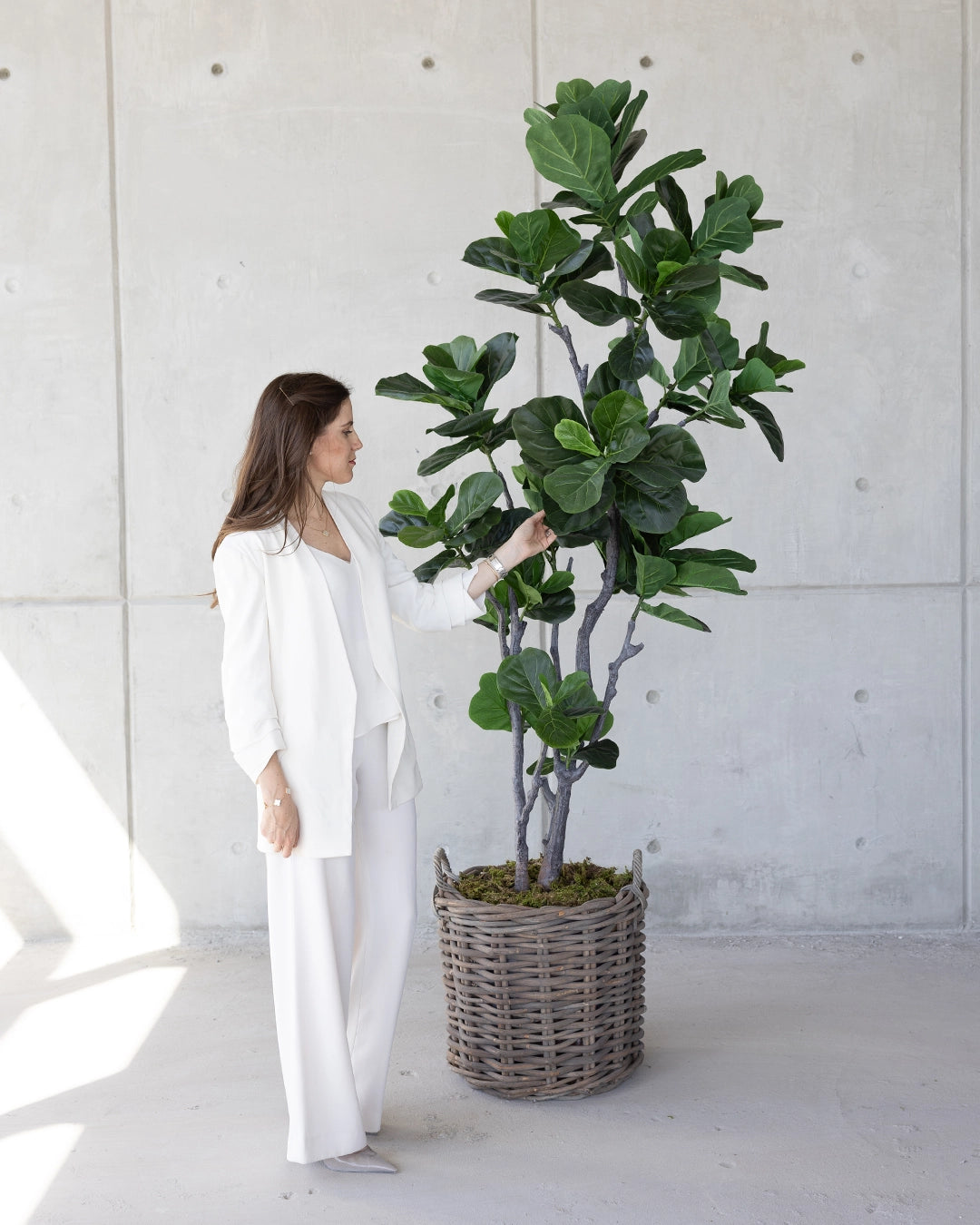 Planta Ficus