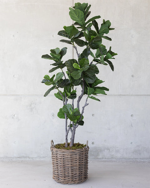 Planta Ficus