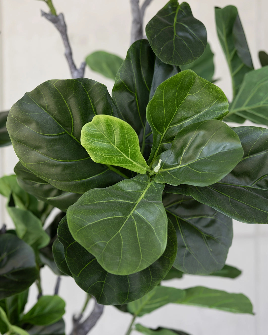 Planta Ficus