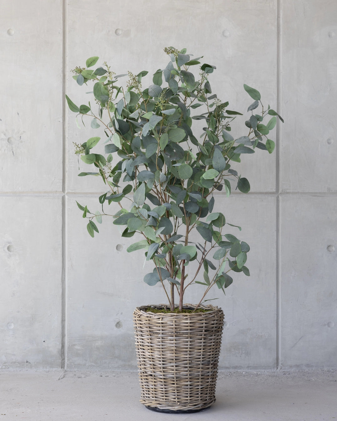 Árbol Eucalipto