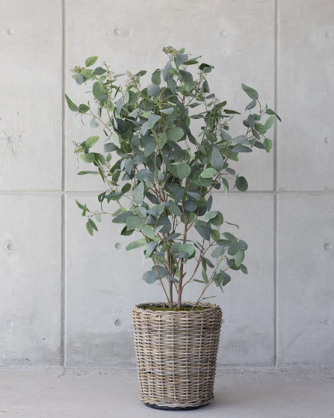 Árbol Eucalipto