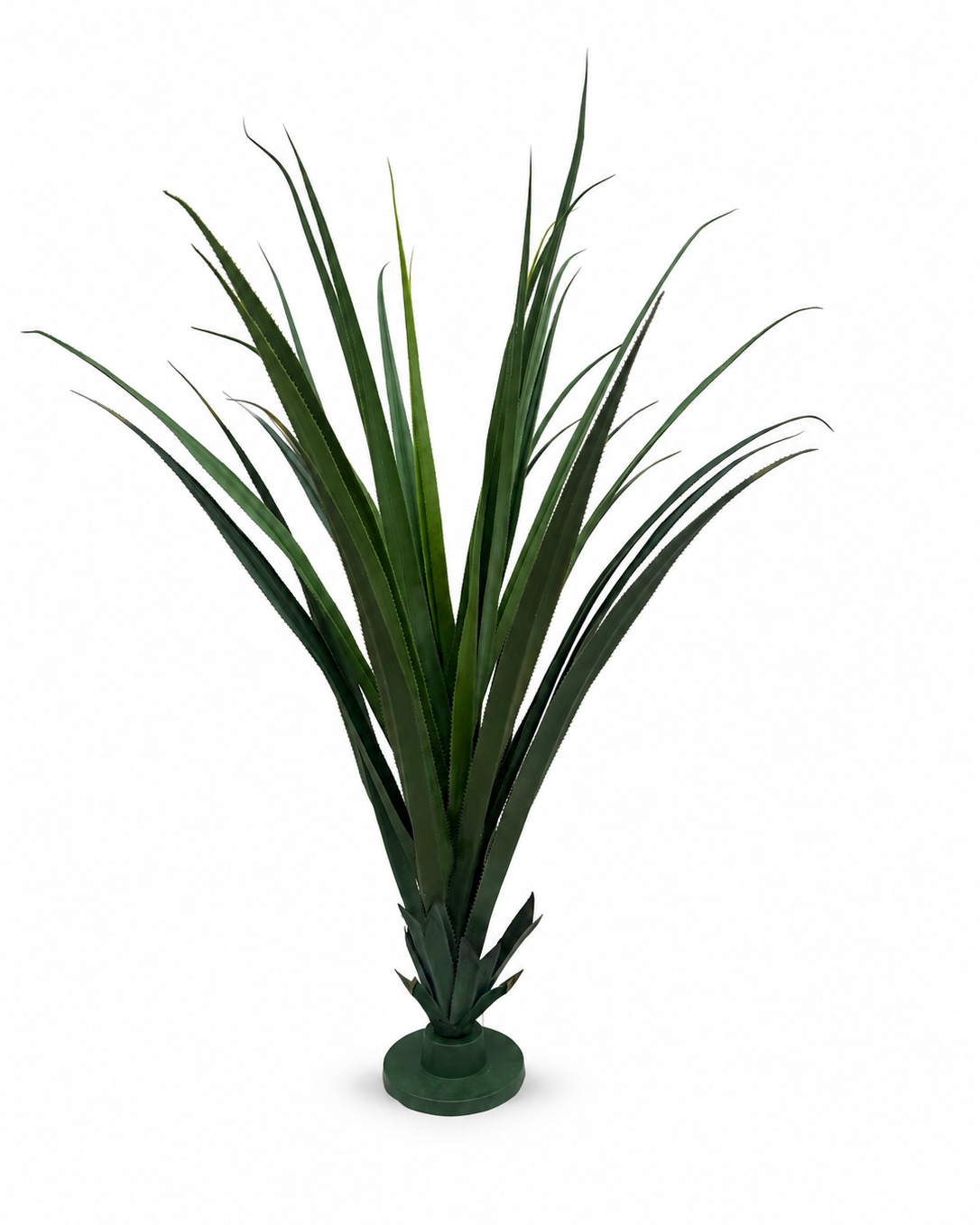 Dracaena Draco