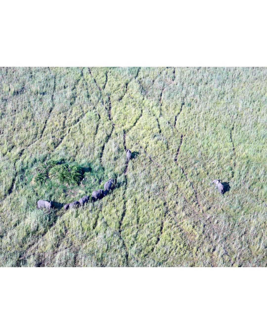 Elefantes en el Delta del Okavango 1