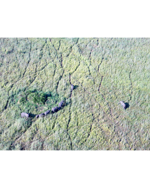 Elefantes en el Delta del Okavango 1