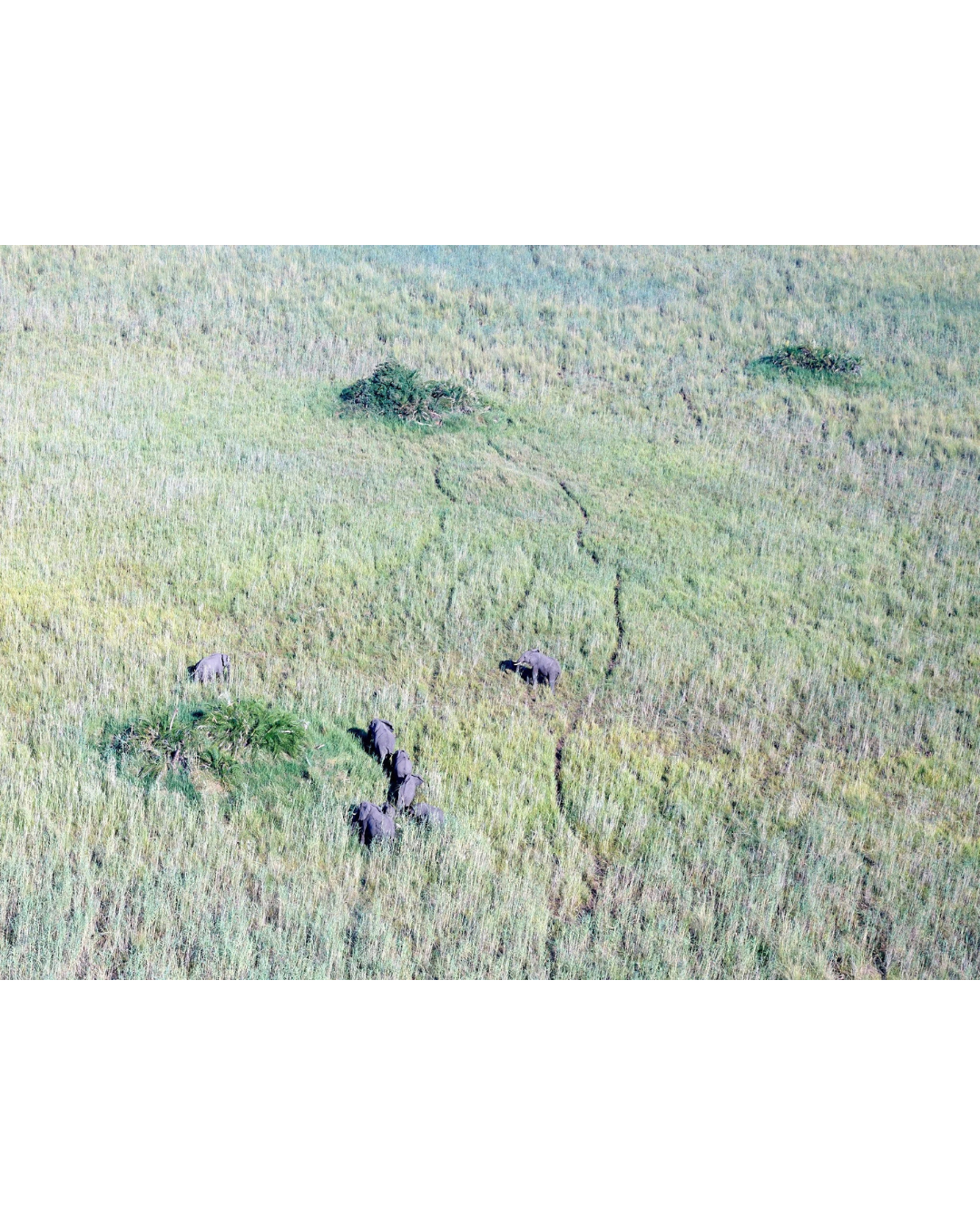 Elefantes en el Delta del Okavango 2