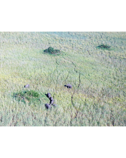 Elefantes en el Delta del Okavango 2