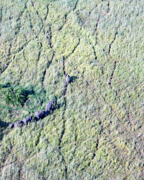 Elefantes en el Delta del Okavango 1