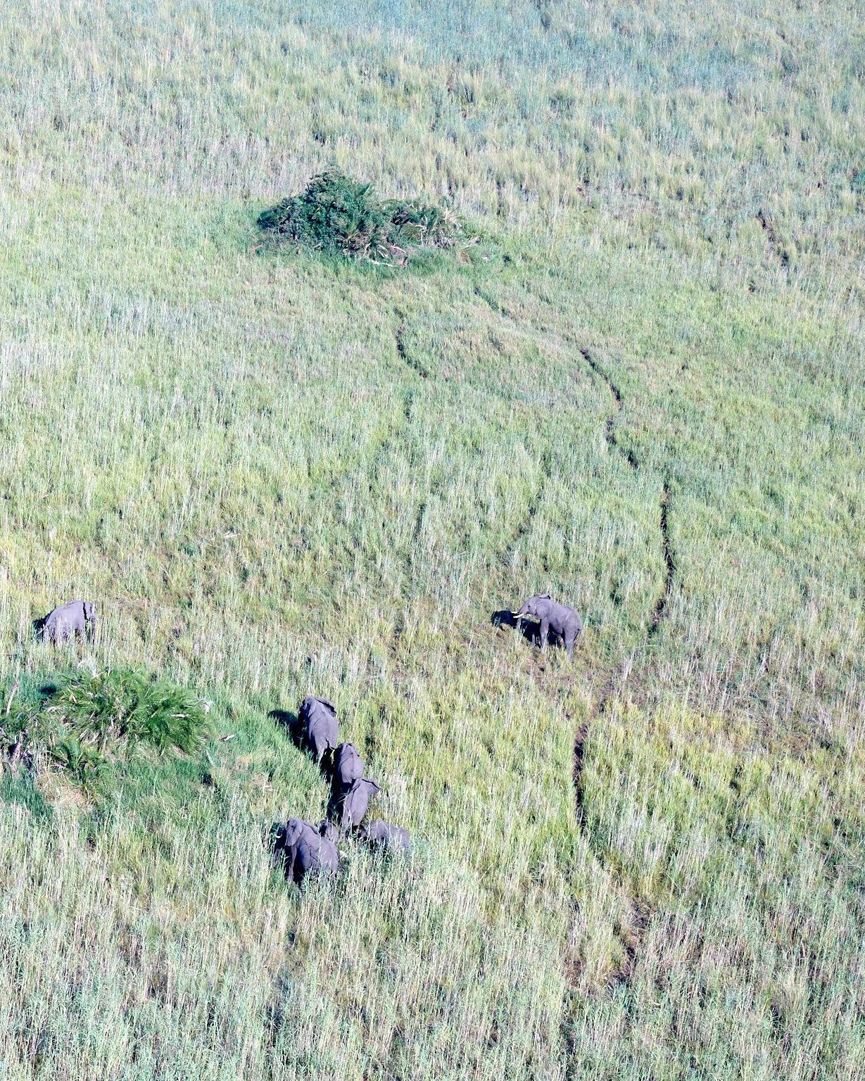 Elefantes en el Delta del Okavango 2