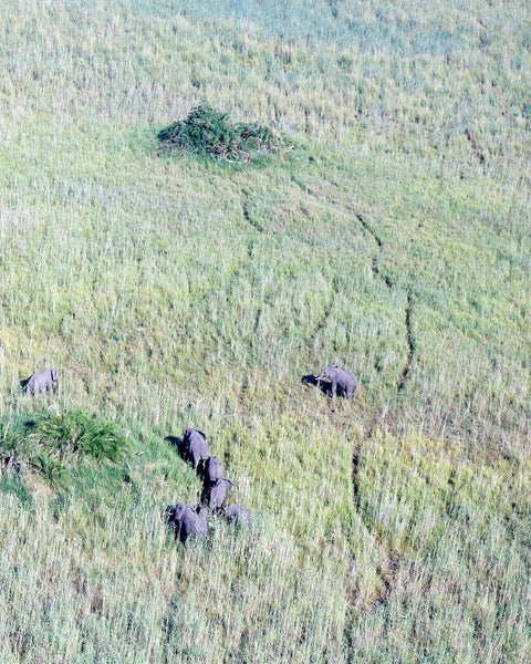 Elefantes en el Delta del Okavango 2