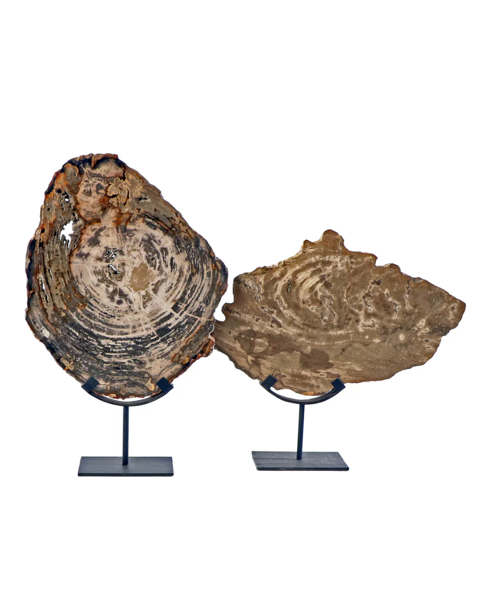 Escultura de Madera Petrificada en Base Grande