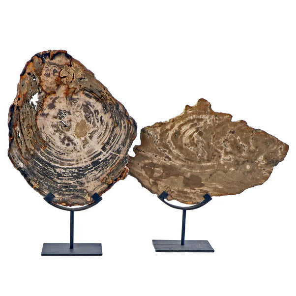 Escultura de Madera Petrificada en Base G