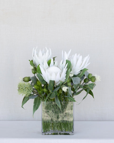 Protea