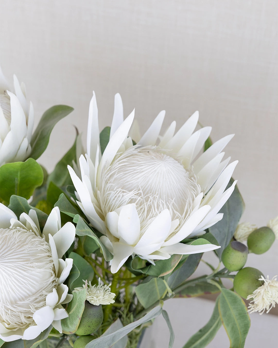 Protea
