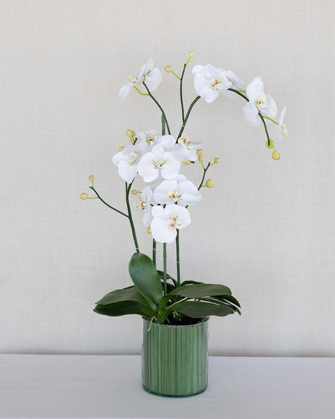 Orquídea