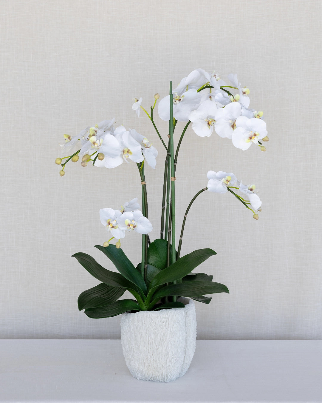 Orquídeas Coral