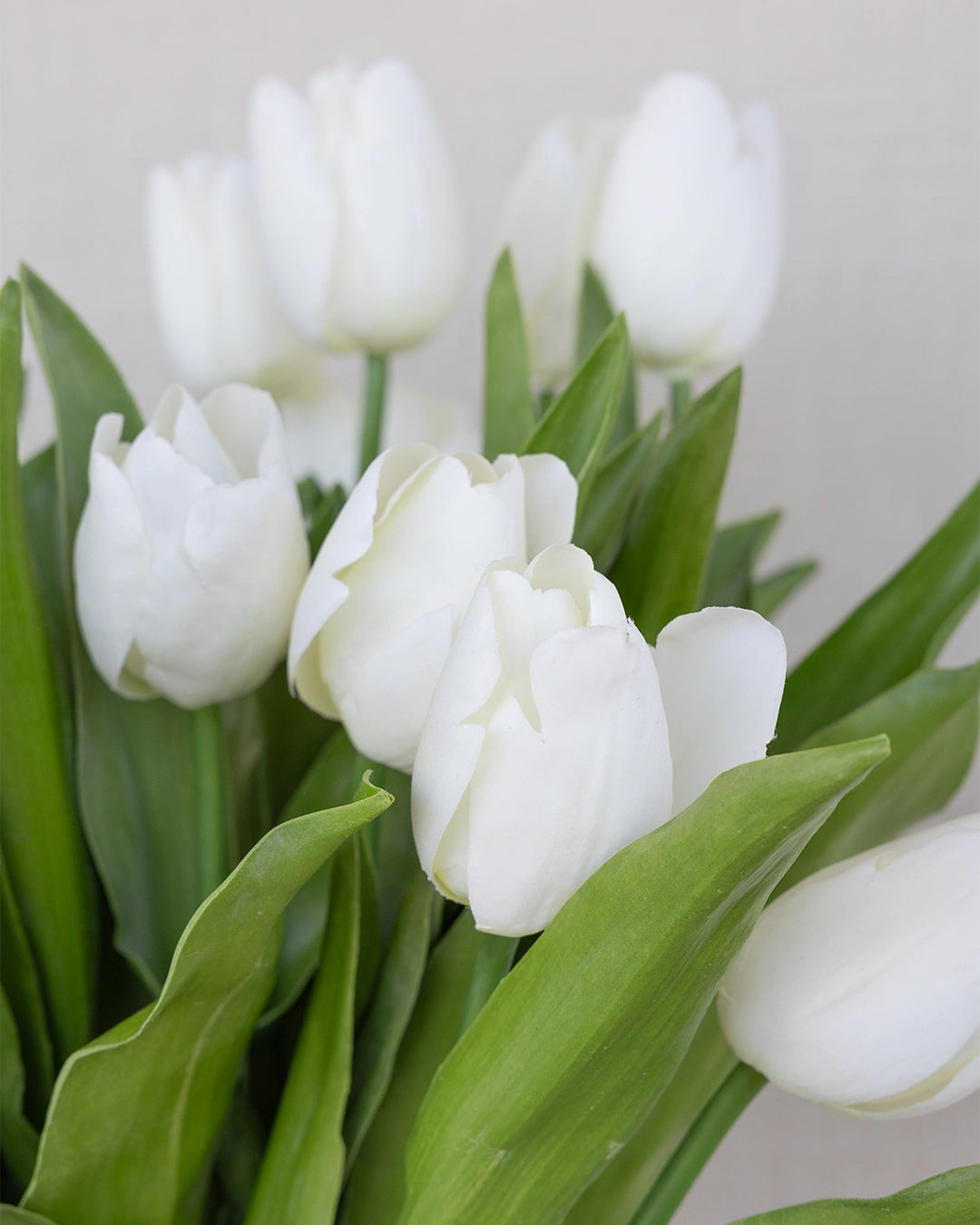 Tulipanes Pequeño