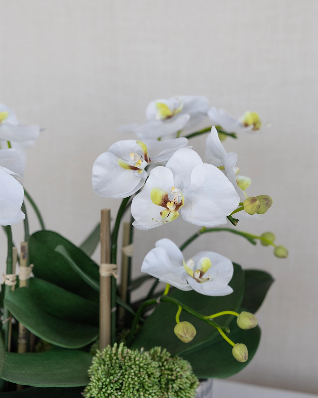 Arreglo de Orquídea Chico