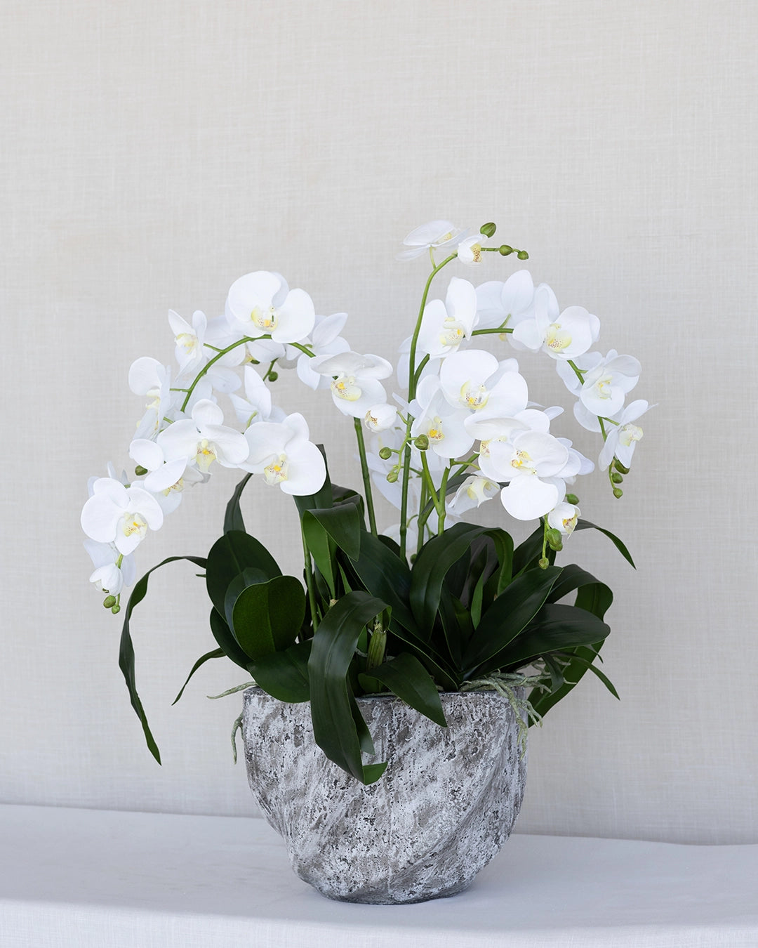 Arreglo de Orquídea