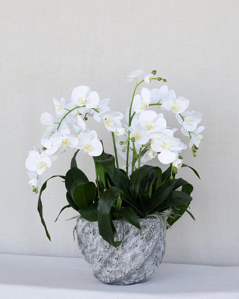 Arreglo de Orquídea