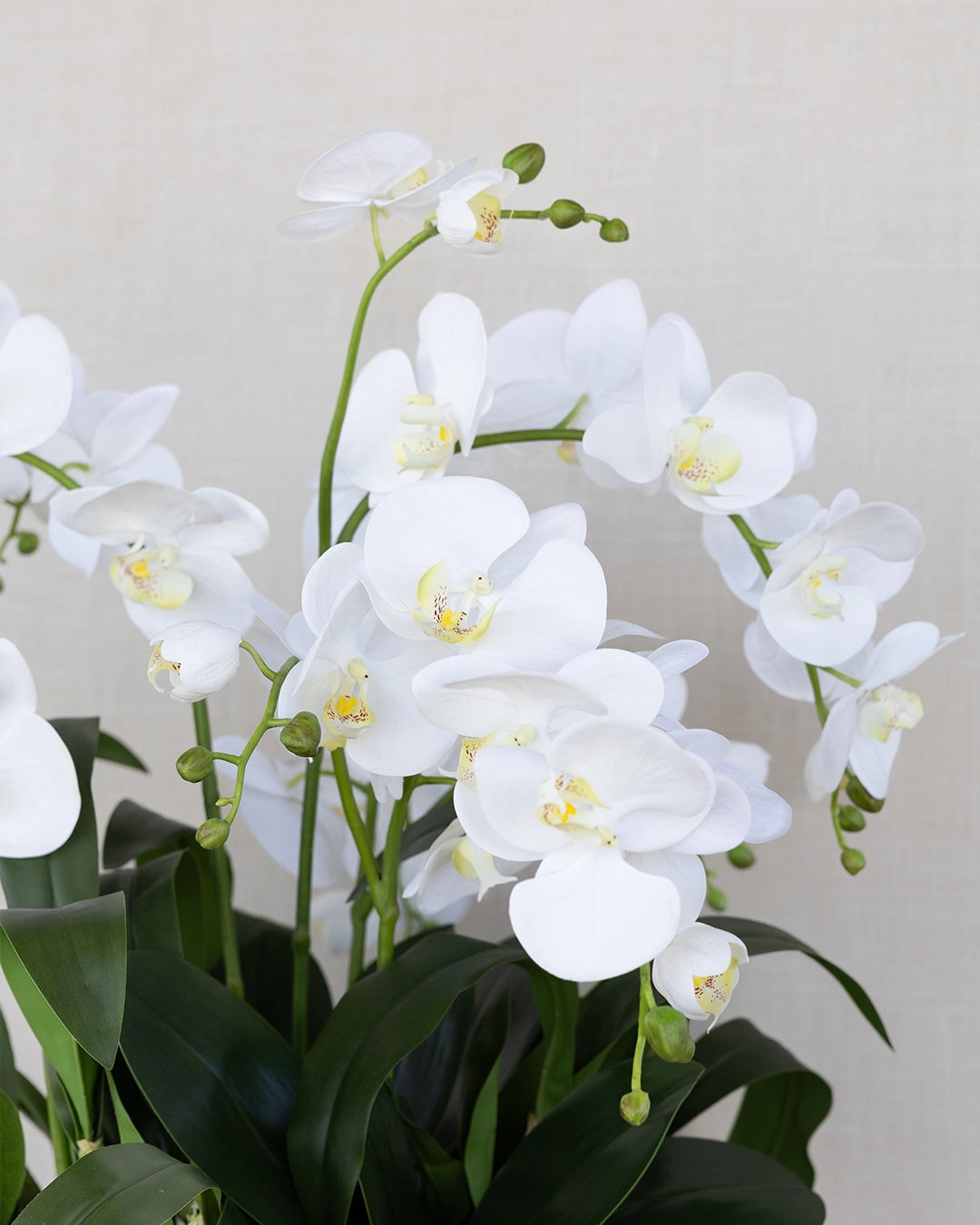 Arreglo de Orquídea