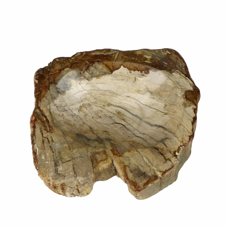 Madera Petrificada Tipo Plato