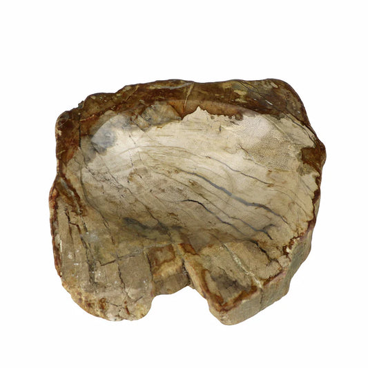Madera Petrificada Tipo Plato