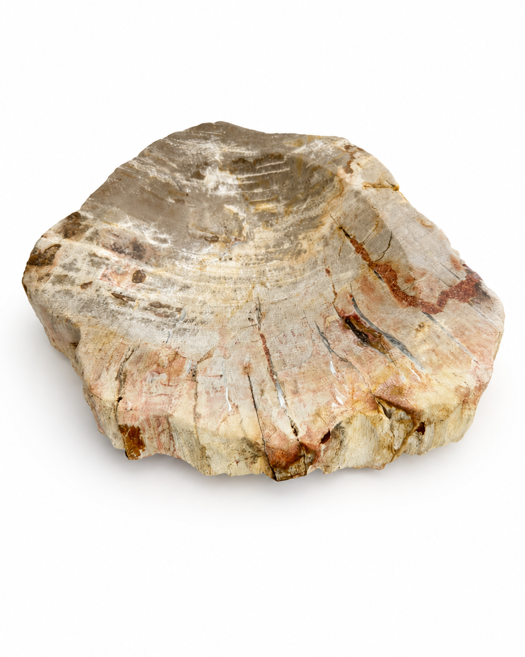 Madera Petrificada Tipo Plato