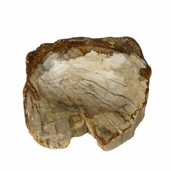 Madera Petrificada Tipo Plato