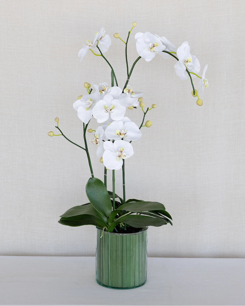 Orquídea
