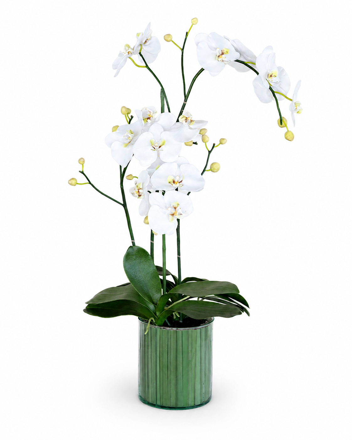 Orquídea