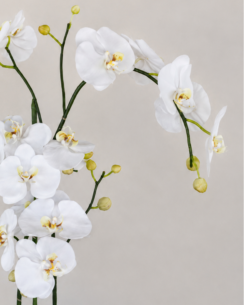 Orquídea