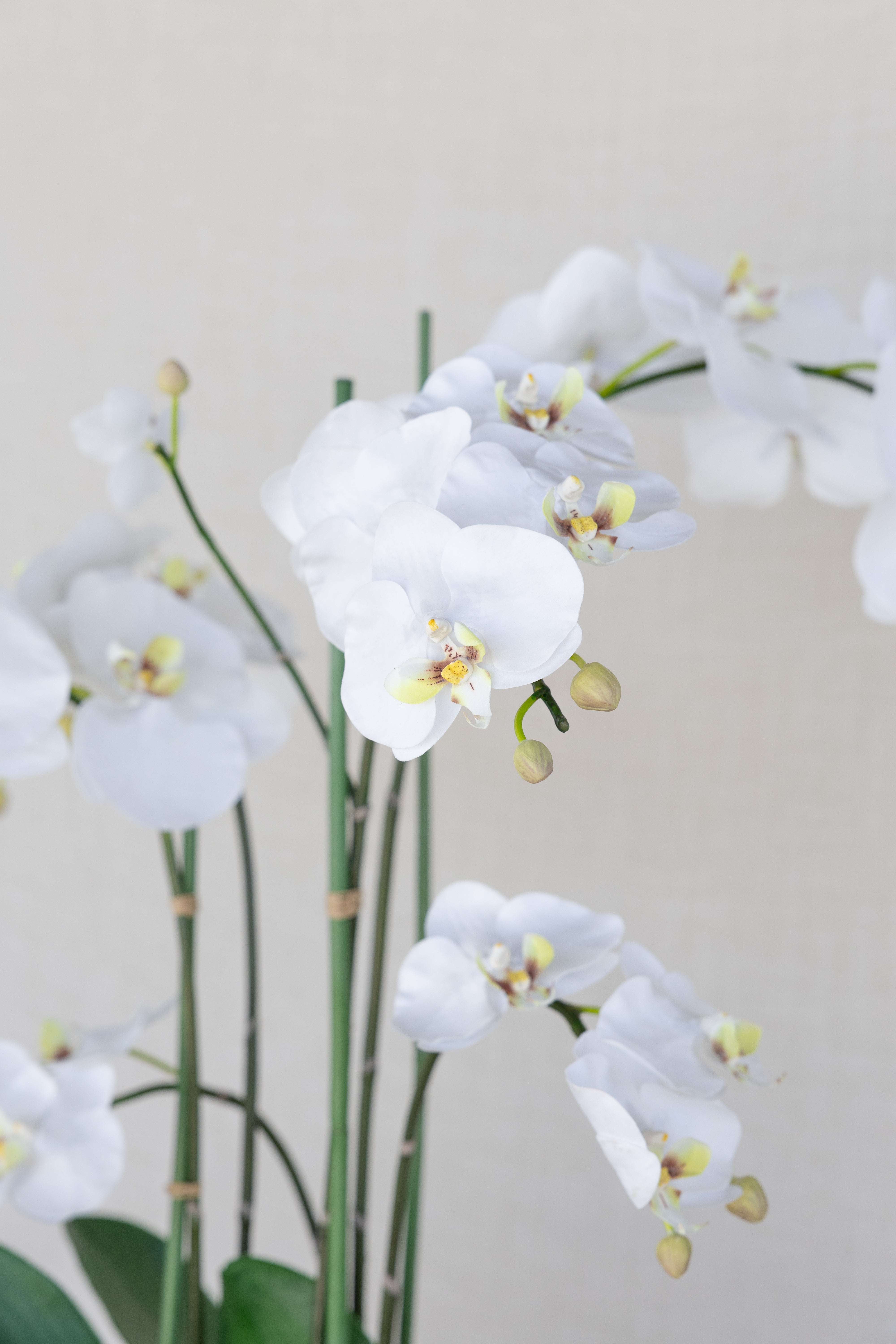 Orquidea en Jarrón Coral Blanco