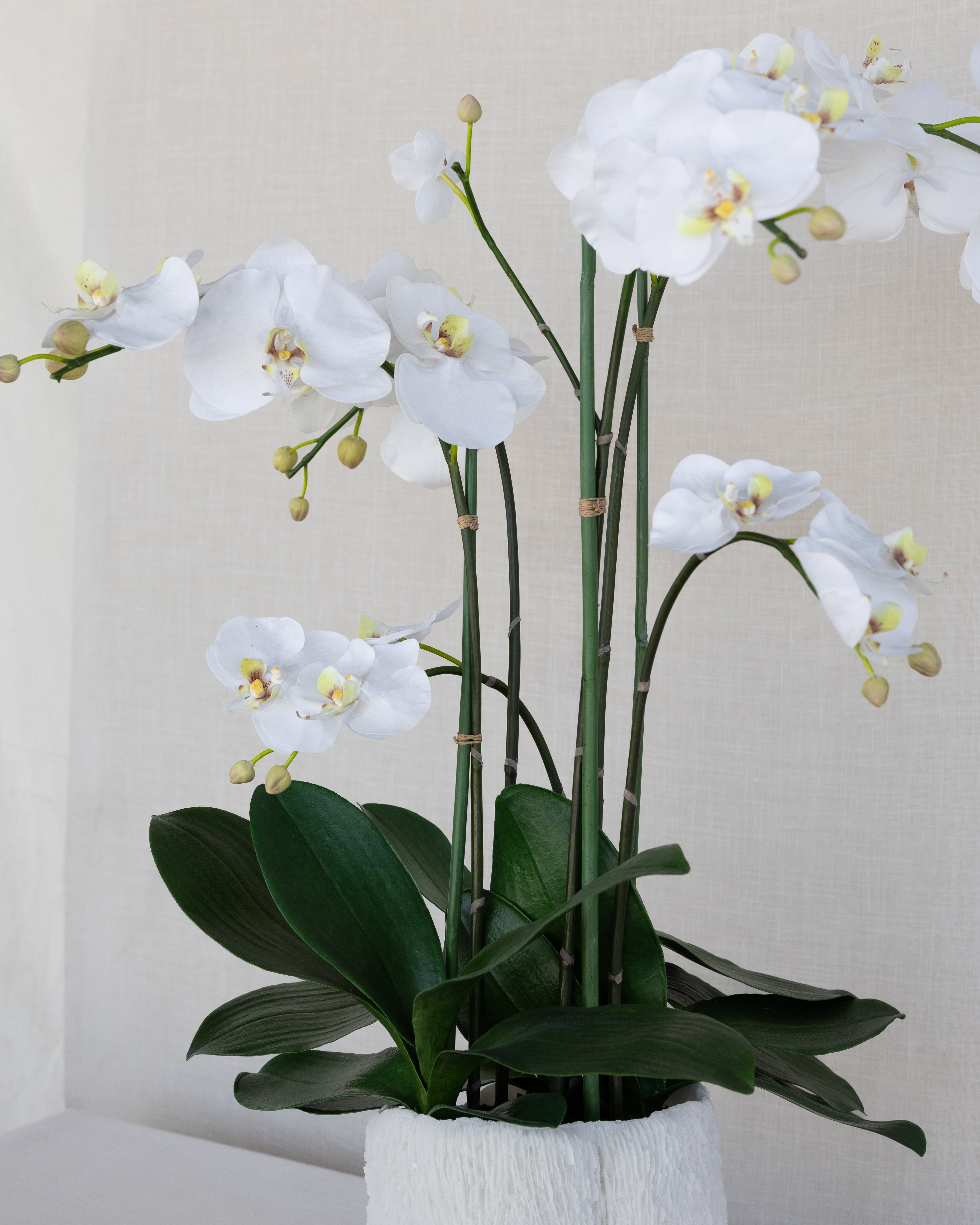 Orquidea en Jarrón Coral Blanco