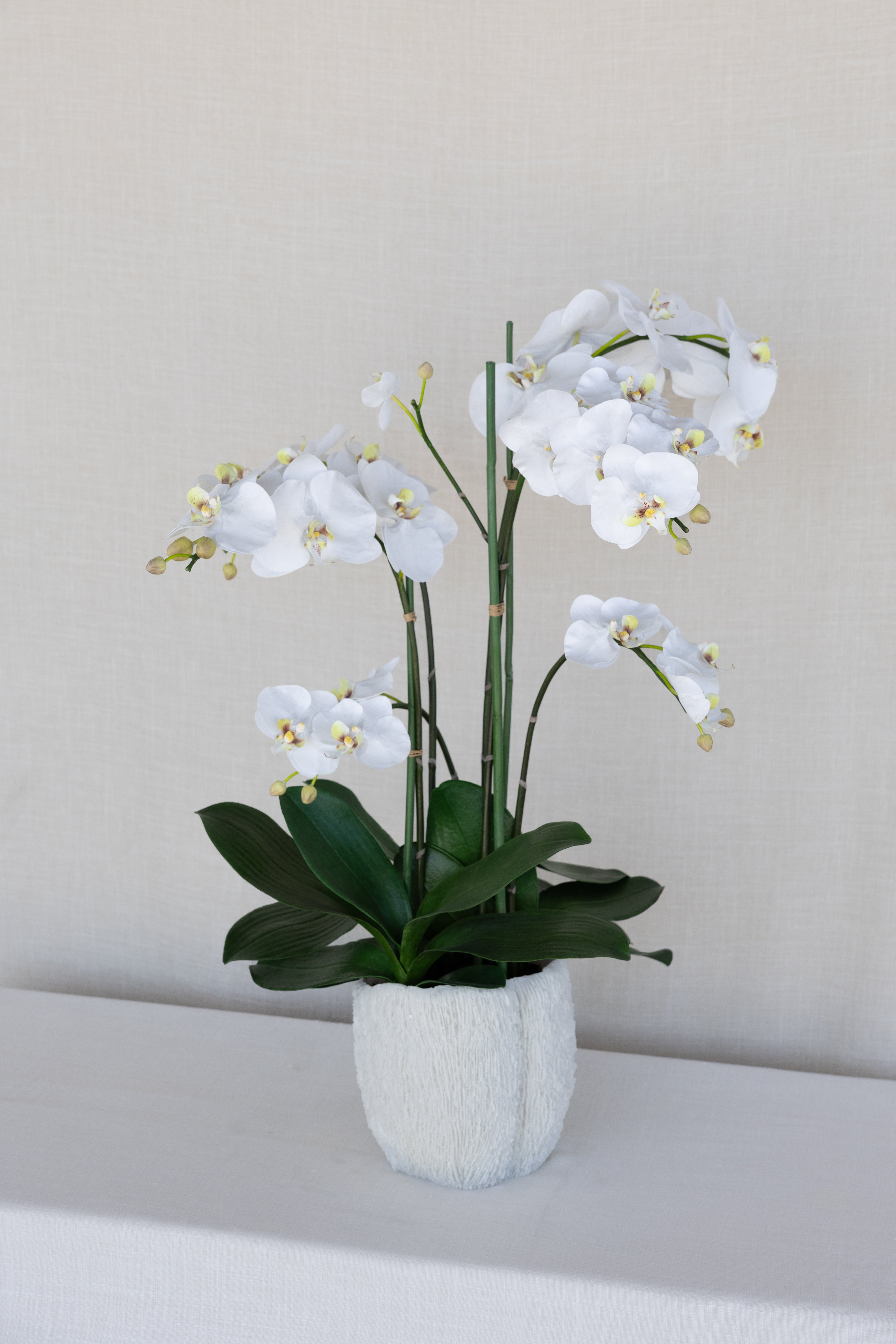 Orquidea en Jarrón Coral Blanco