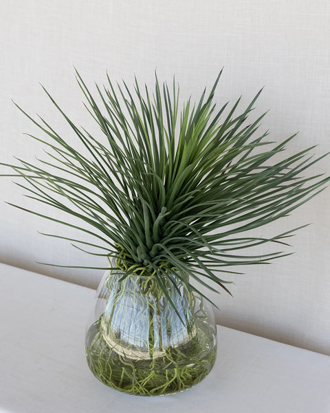 Planta Yucca