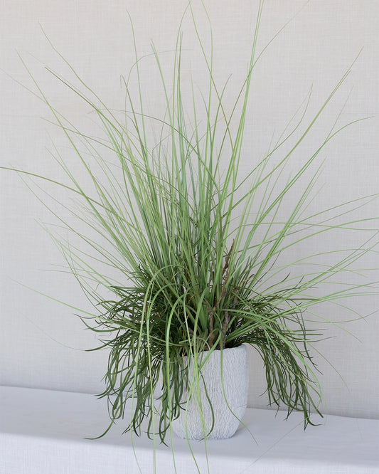 Plantas